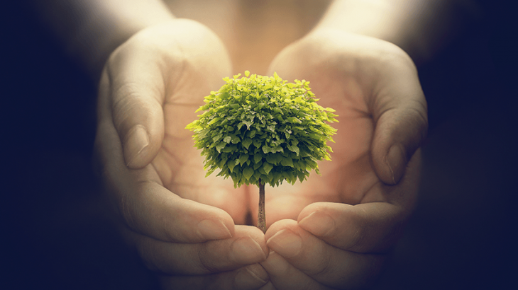 Holding a tree, growth