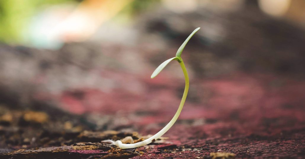 Seedling