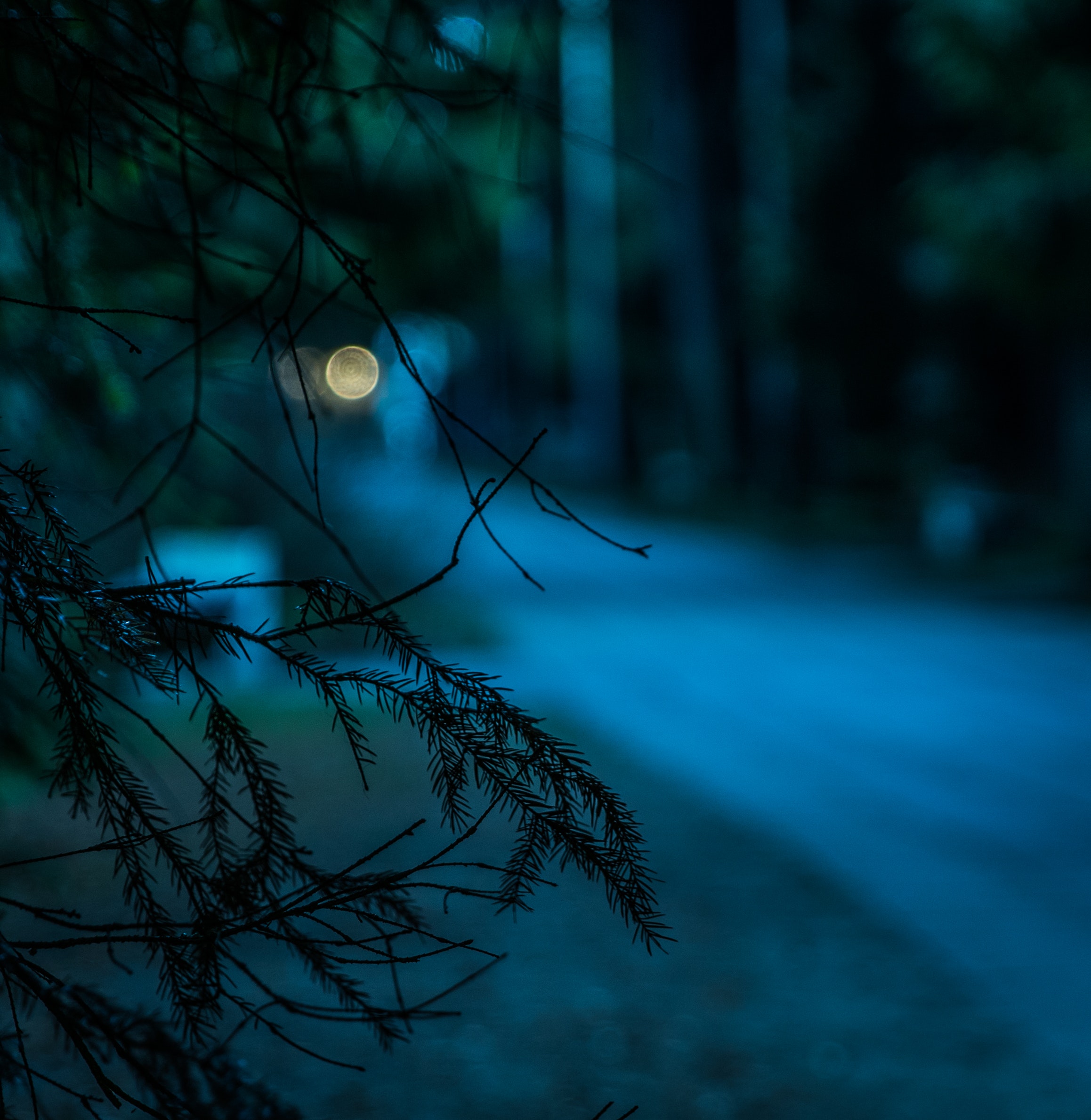 Night Time Walks in the Woods